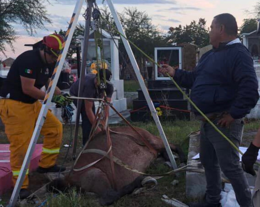 Insólito Rescate: Caballo Cae Accidentalmente Dentro de una Tumba en Panteón de Montemorelos