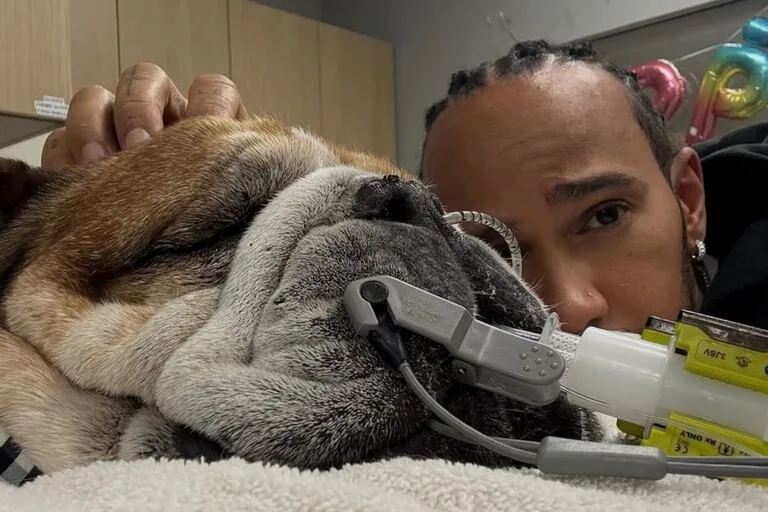 “Perdí a mi mejor amigo”: Lewis Hamilton despide a Roscoe, su fiel bulldog
