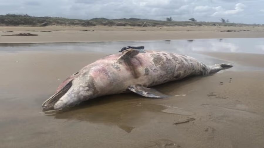 Muere delfín en medio del derrame de petróleo en Veracruz: hallazgo genera polémica entre autoridades y ambientalistas