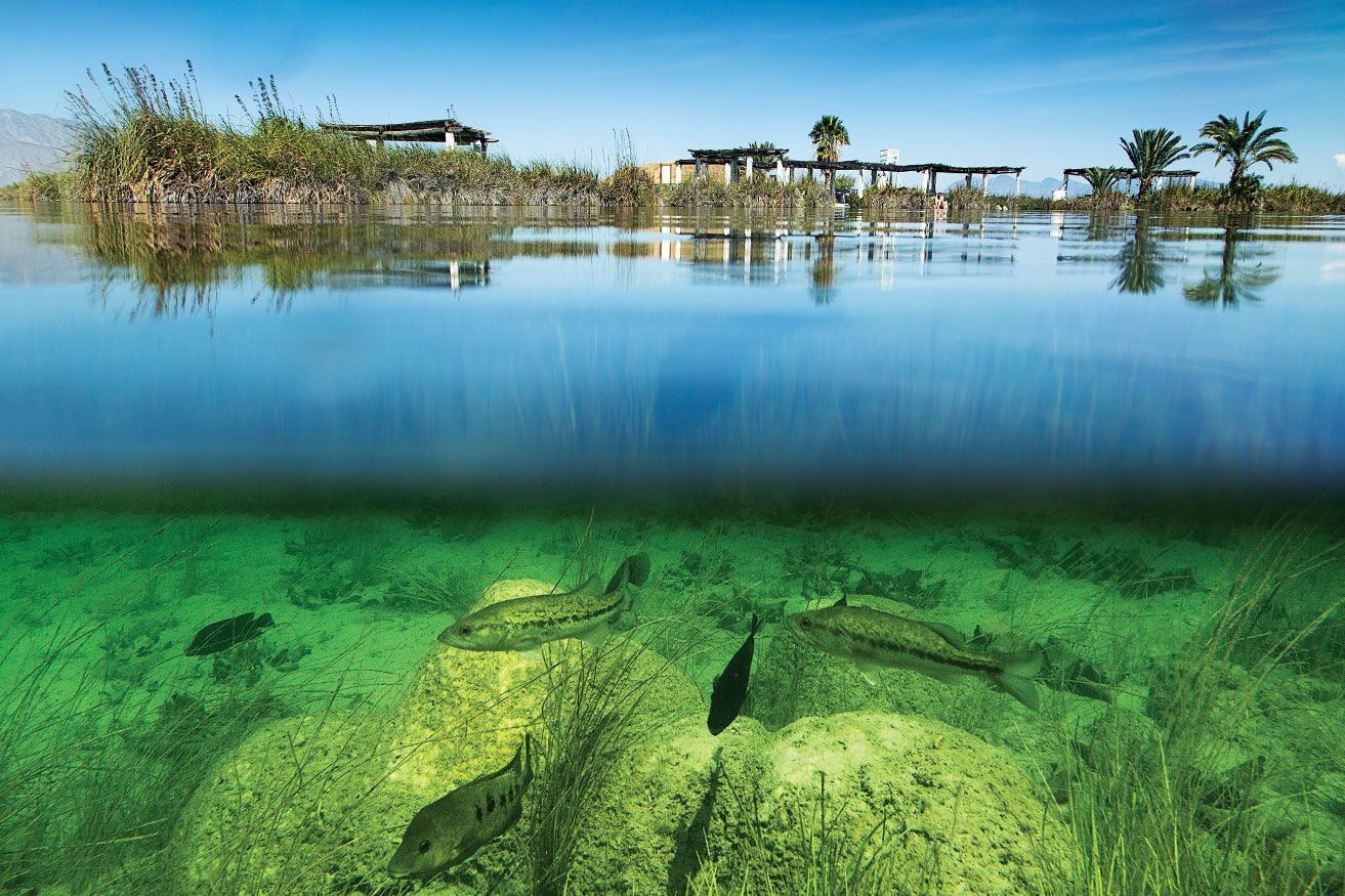 Clausuran el sitio turístico Río Mezquites en Cuatro Ciénegas por irregularidades ambientales