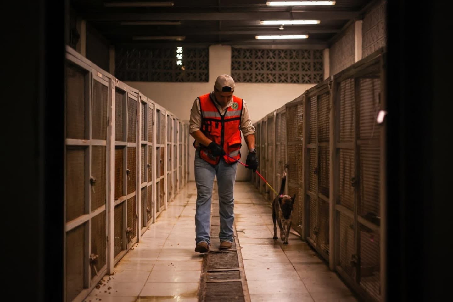 ¡Histórico! Nuevo León Aumenta Drásticamente las Penas por Maltrato Animal